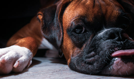Mon chien ne mange pas dans une gamelle : L'art de diversifier l'alimentation canine avec jeux et jouets d'occupation pour une meilleure stimulation mentale
