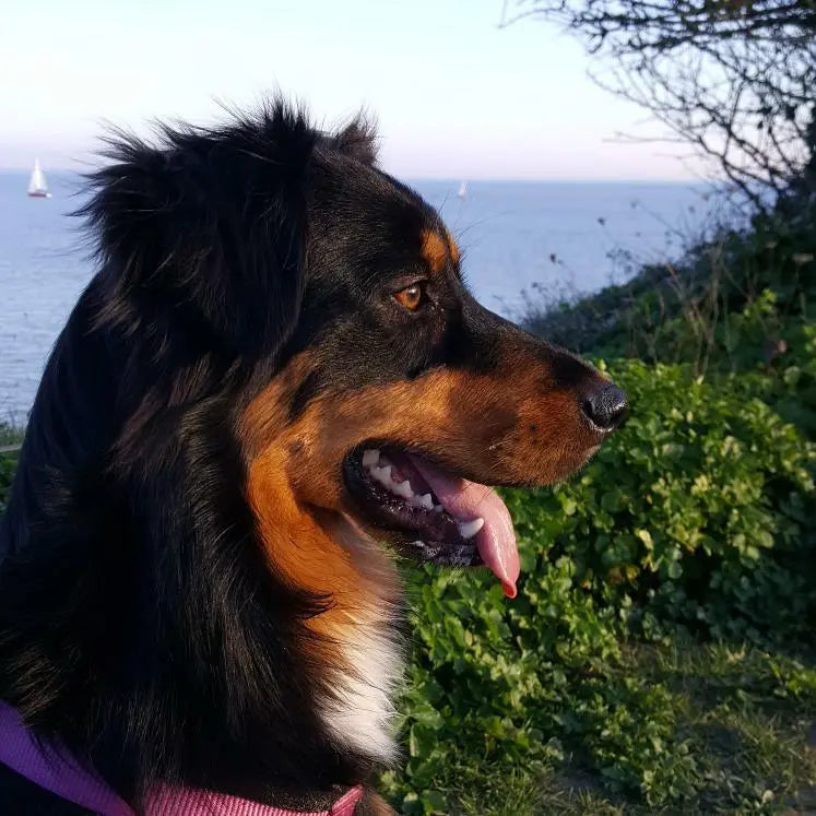 Chiens AVET'SERVICES