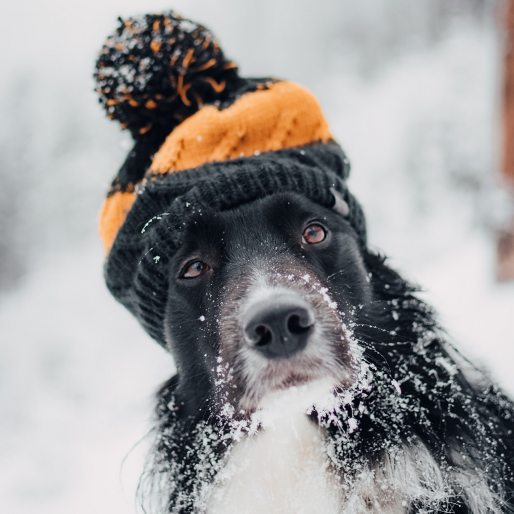 Sortir en hiver AVET'SERVICES