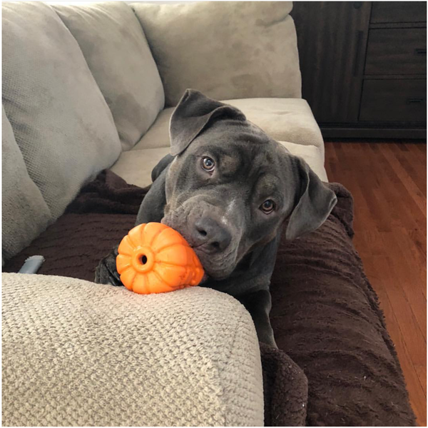 Distributeur Jack'O'lantern Soda Pup