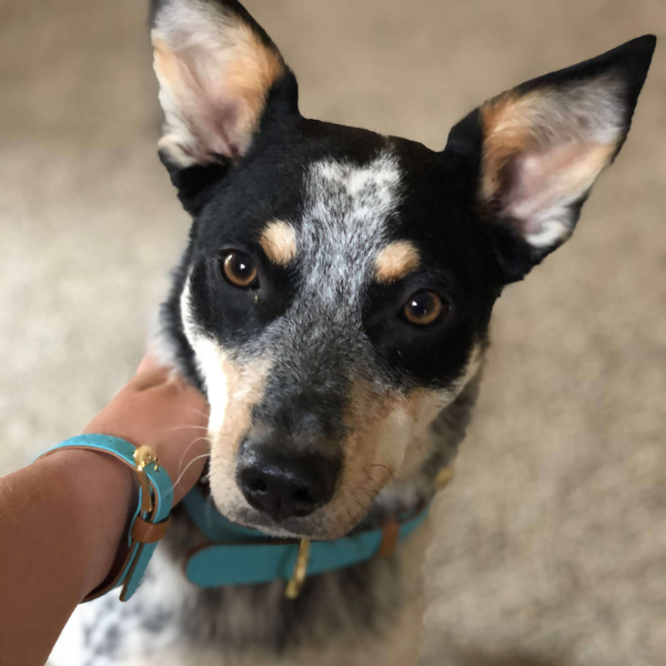 Collier et Bracelet Azur Friendship Collar