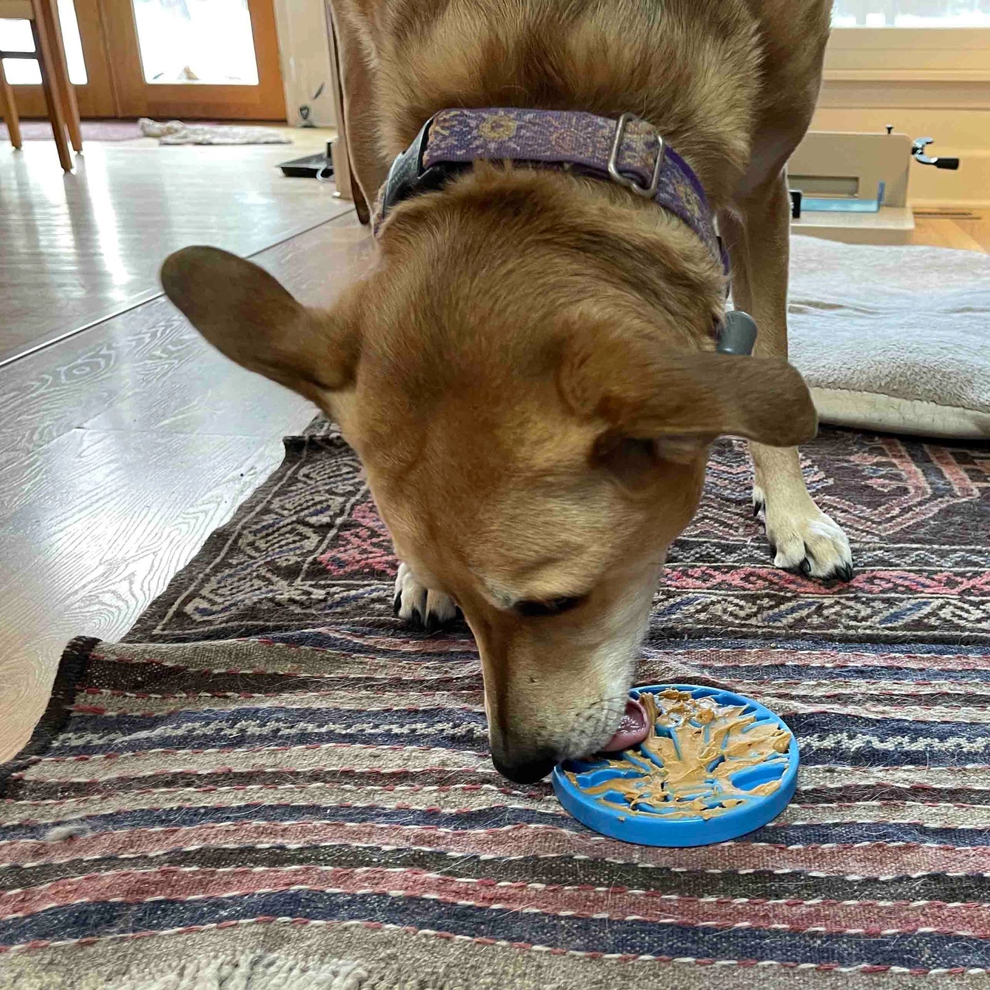 Ecoin Nylon Air Soda Pup