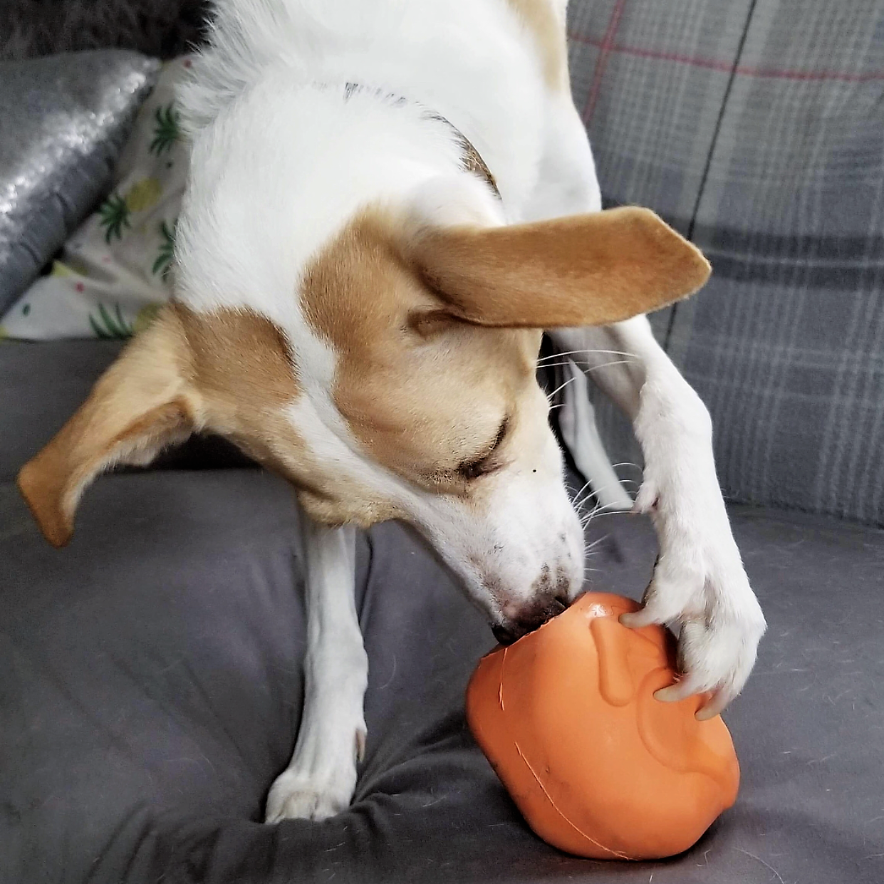 Distributeur Dinde Rôtie Soda Pup