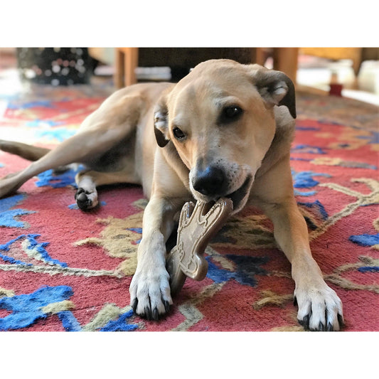 Bonhomme Pain d'épices Nylon Soda Pup