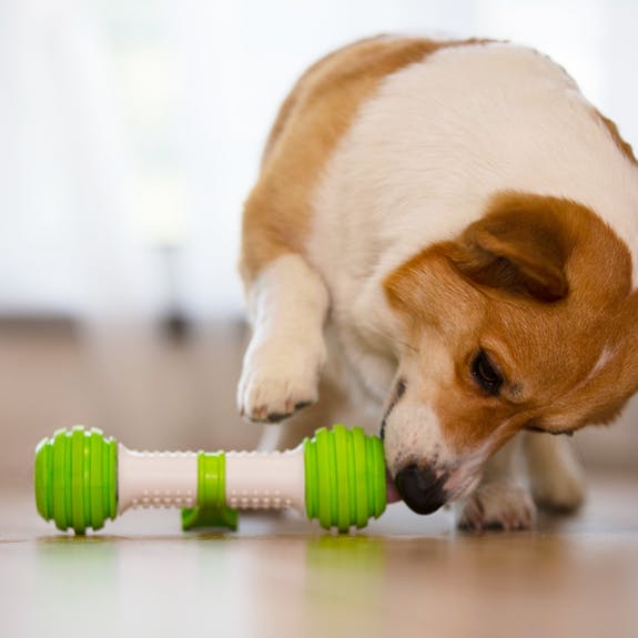 Playbone Petgeek