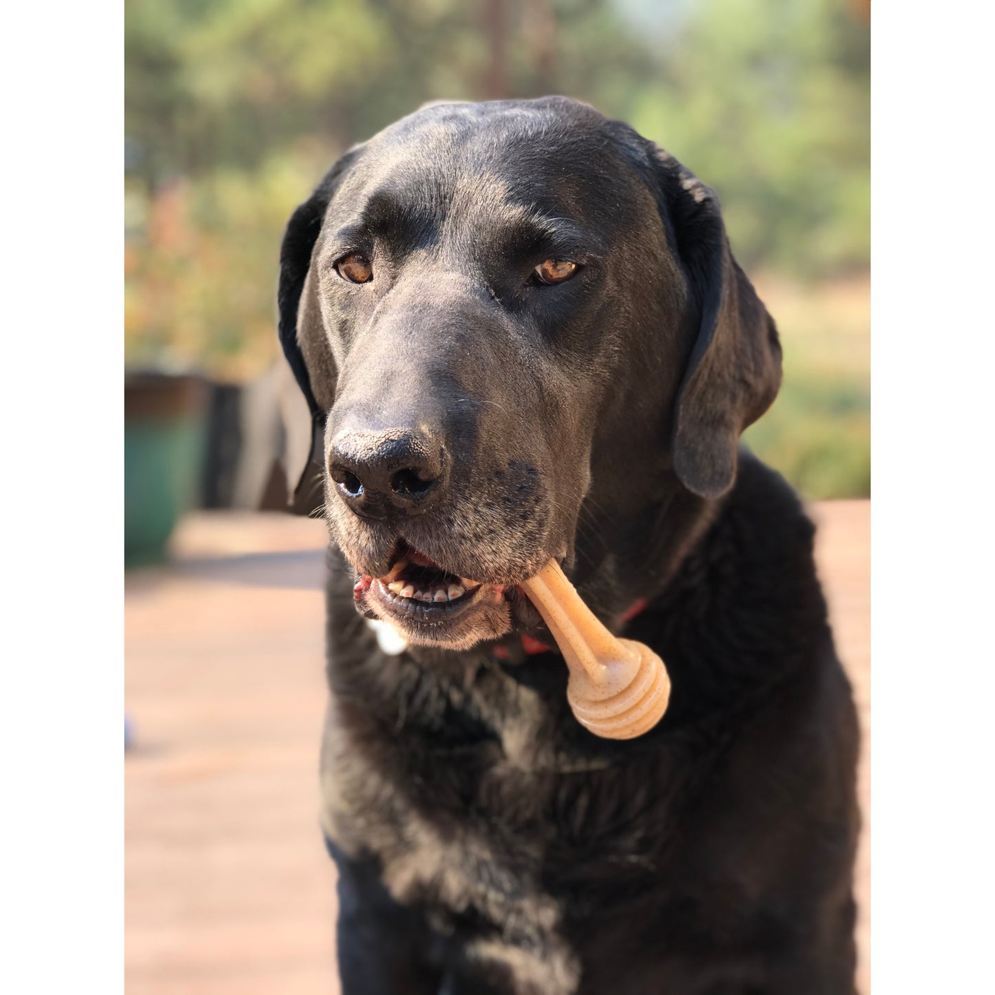 Os Miel à mâcher en Nylon Soda Pup