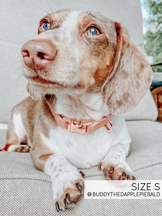 Collier Apple Cidre Sassy Woof