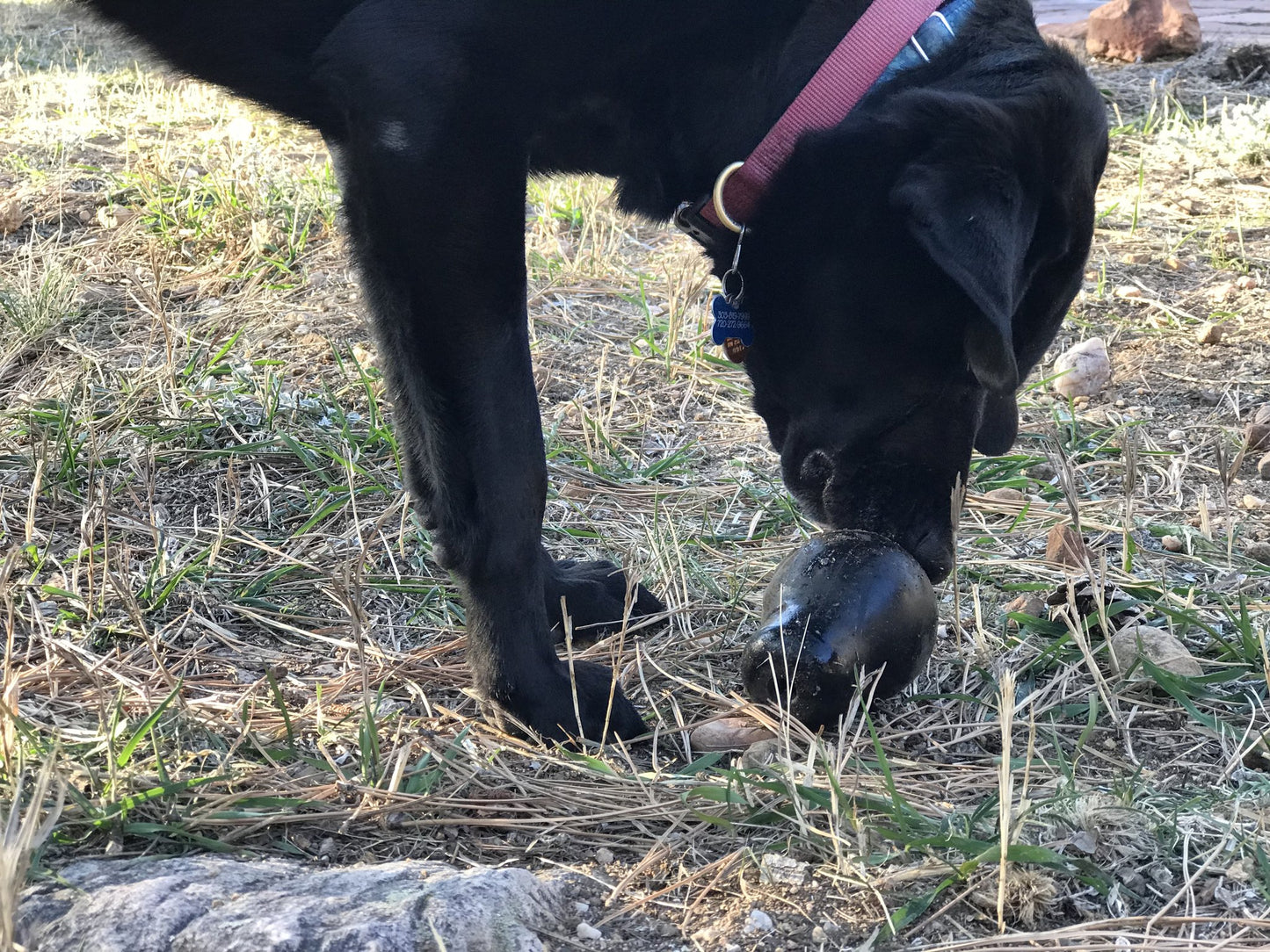 Distributeur Crâne Soda Pup