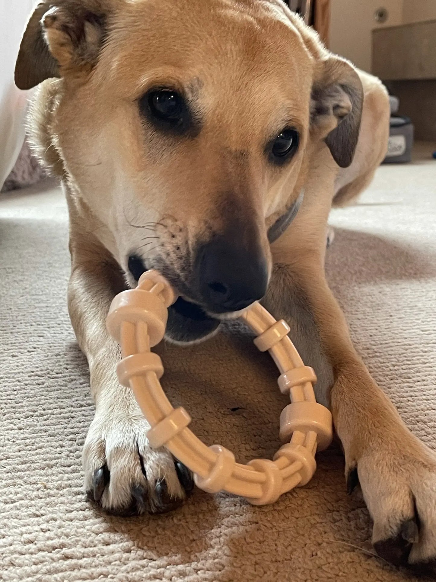Anneau de dentition aromatisé au poulet Honey Bone Soda Pup