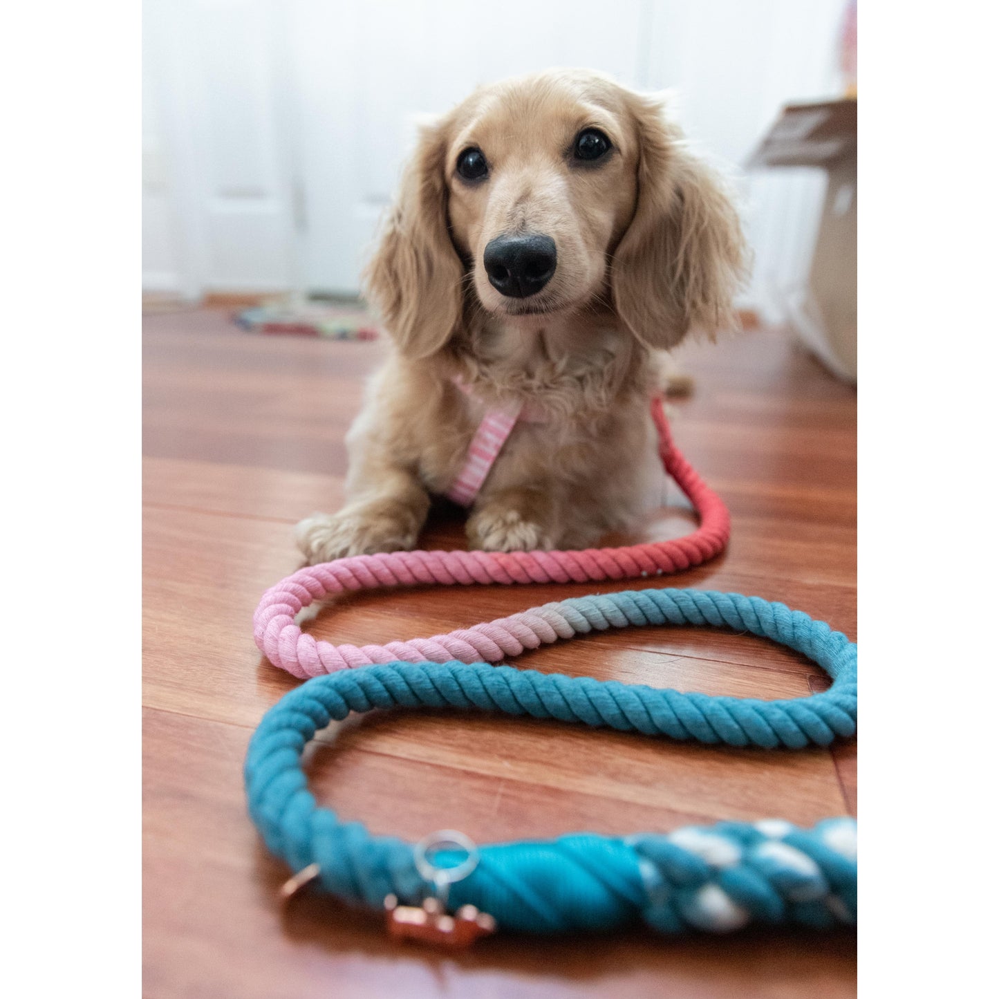 Laisse en corde JACK & JILL Sassy Woof