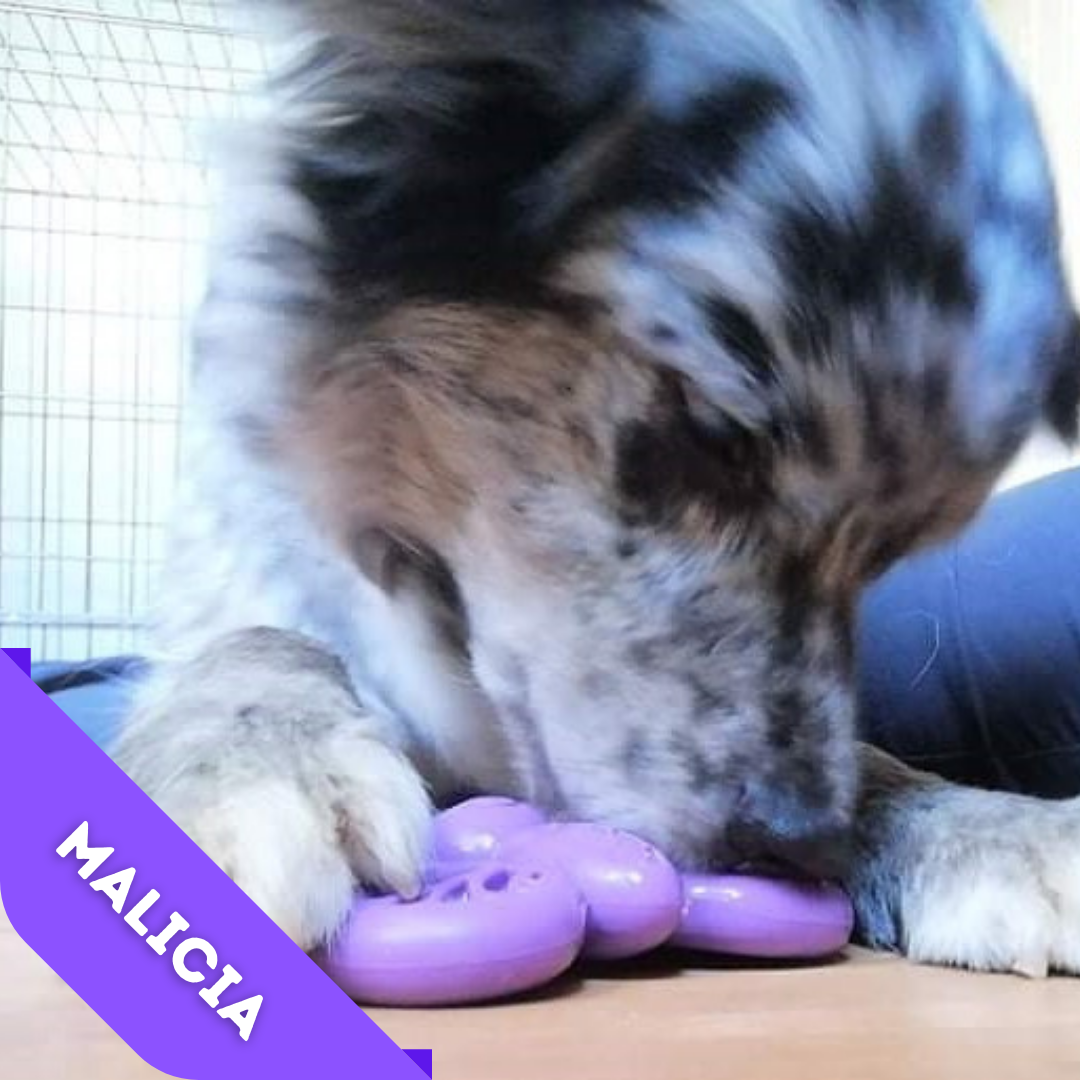 Papillon en Nylon à garnir Soda Pup