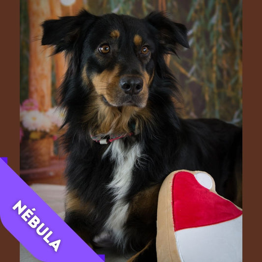 Peluche Biscuit de Noël Bonnet de Père Noël Midlee Designs