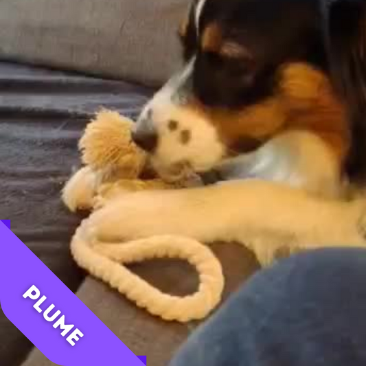 Bite and Fun Loop Rexproduct