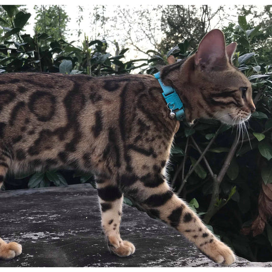 Collier Chaton Aqua Kittyrama