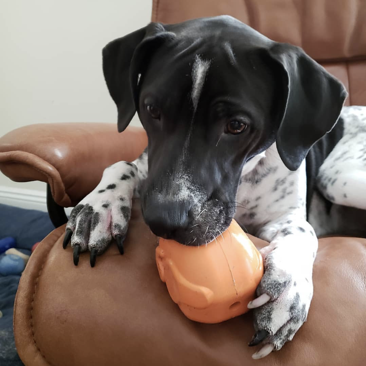 Distributeur Dinde Rôtie Soda Pup