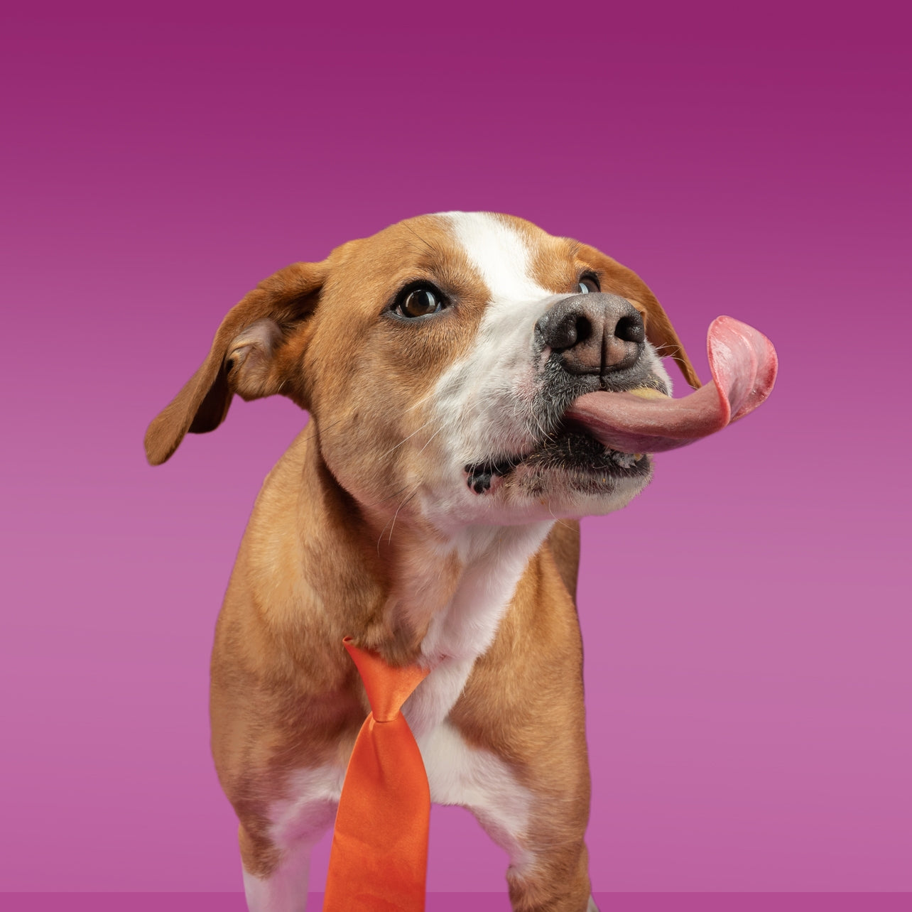 Beurre de Cacahuète Dilly's Poochie Butter