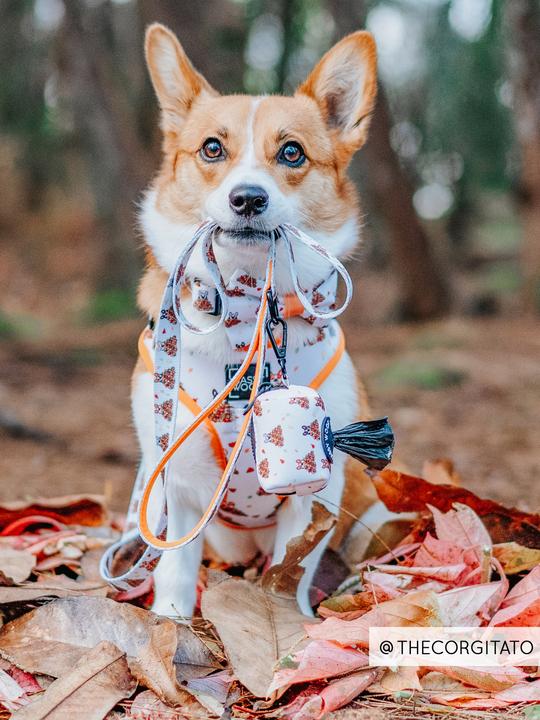 Laisse Corgi dans les feuilles Sassy Woof