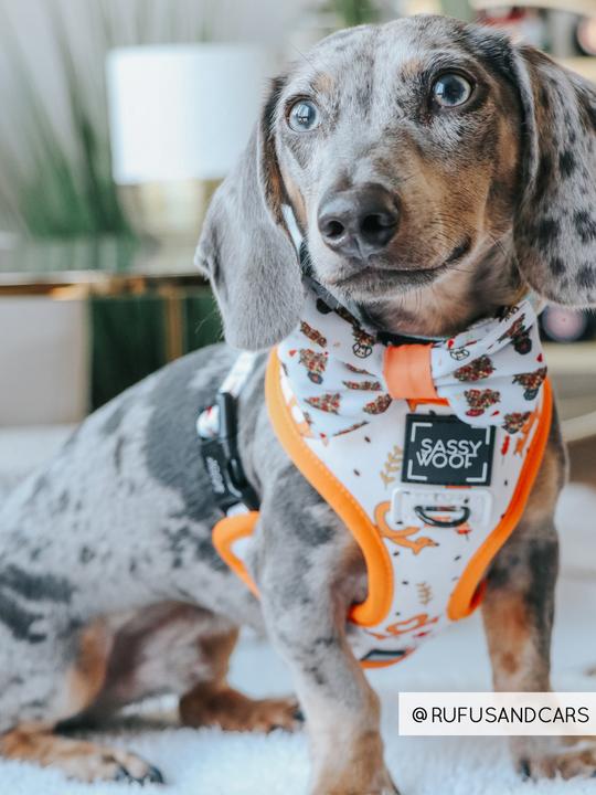 Nœud Papillon Teckel dans les feuilles Sassy Woof