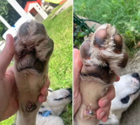 Baume Doux coussinets Dexter et Mango