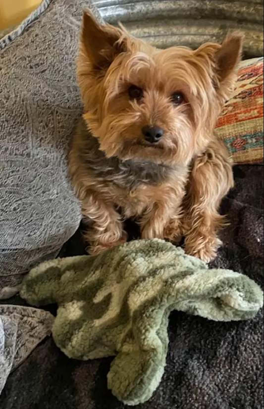 Abby la grenouille Whiskers 'n Paws