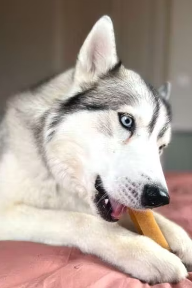 Barre Fromage de Yak L Pawfect