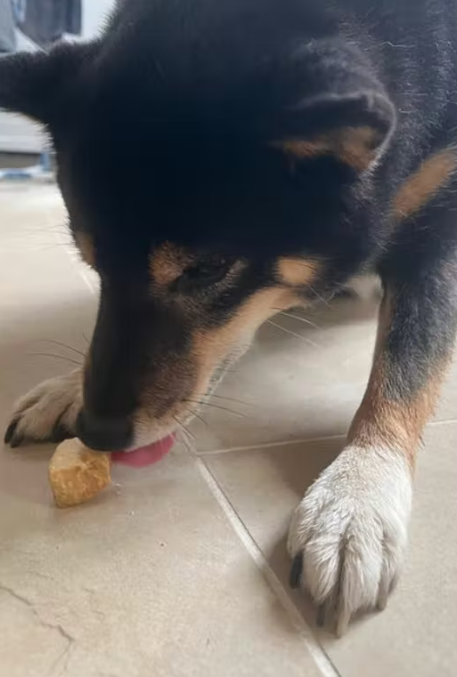 Bouchées fromage de yak soufflées Pawfect