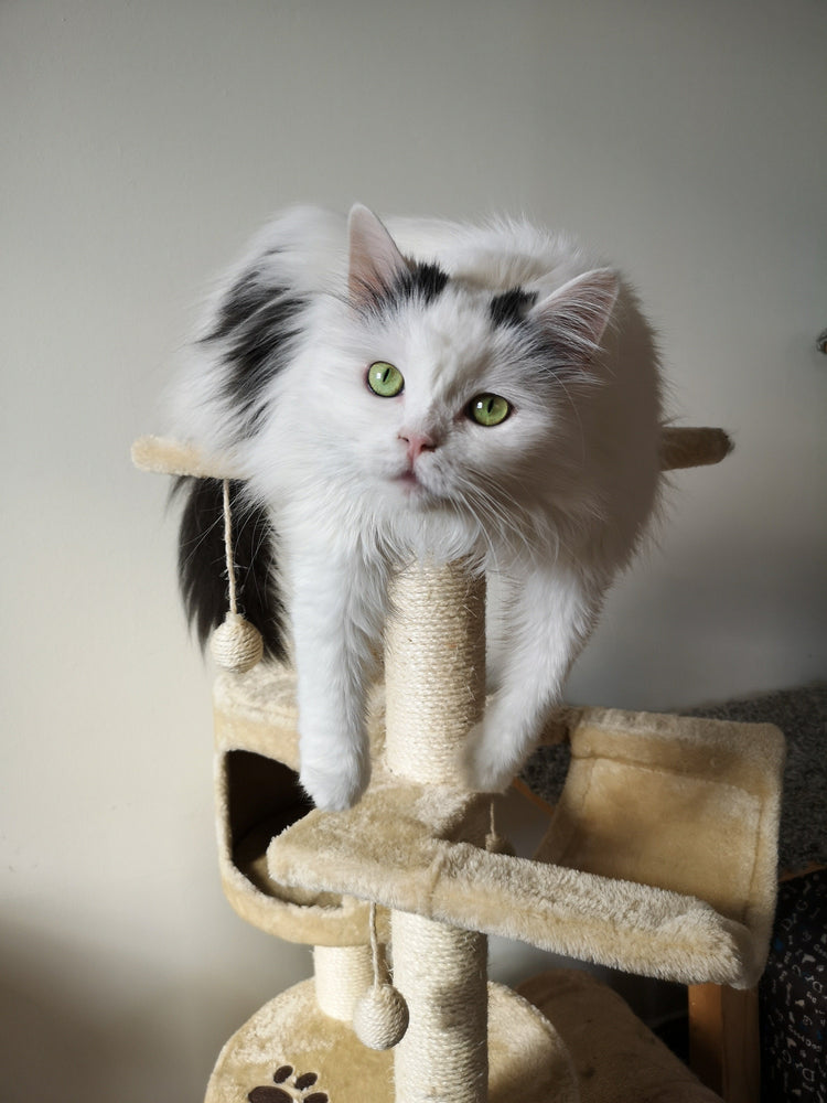 Arbres-et-mobilier-pour-chats AVET'SERVICES