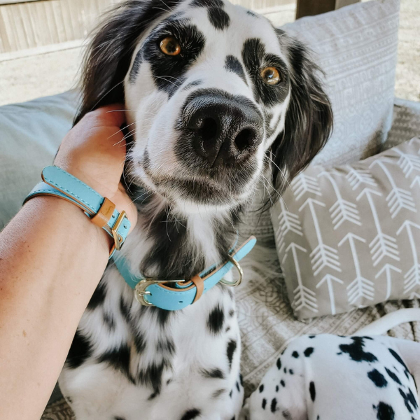Collier et Bracelet Azur Friendship Collar