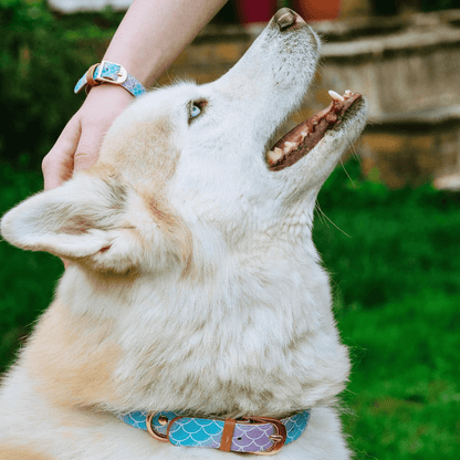 Friendship Collar - Collier et bracelet assortis en forme de queue de sirène Friendship Collar