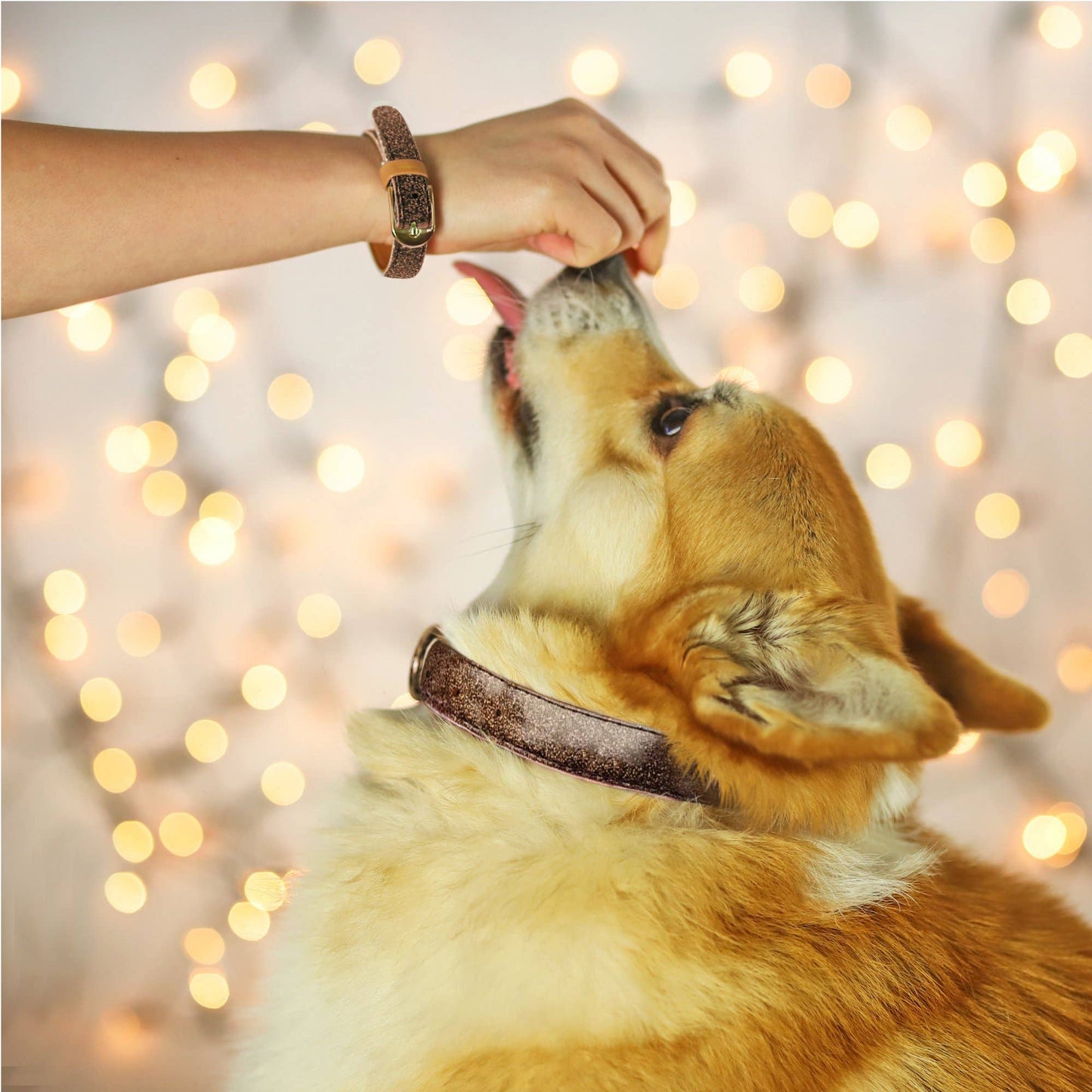Friendship Collar - The Sparkling Pup : collier et bracelet assortis en bronze scintillant Friendship Collar