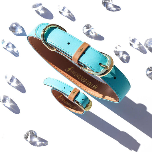Friendship Collar - Le Chiot Classique : Azur Friendship Collar