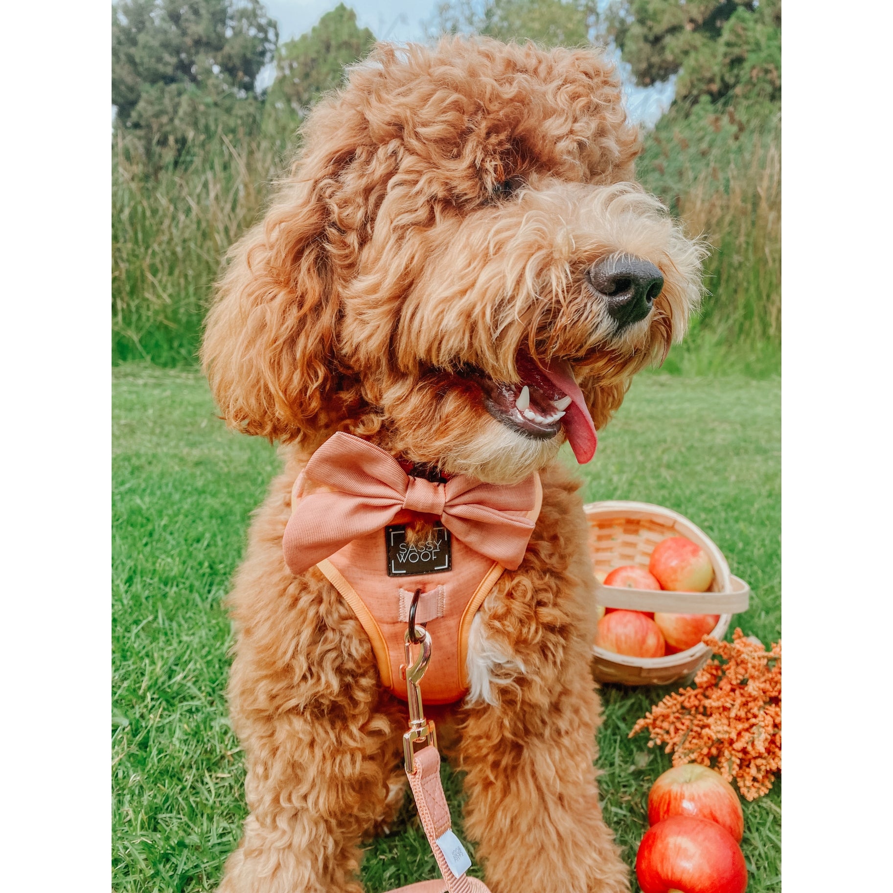 Noeud pour collier Apple Cidre Sassy Woof