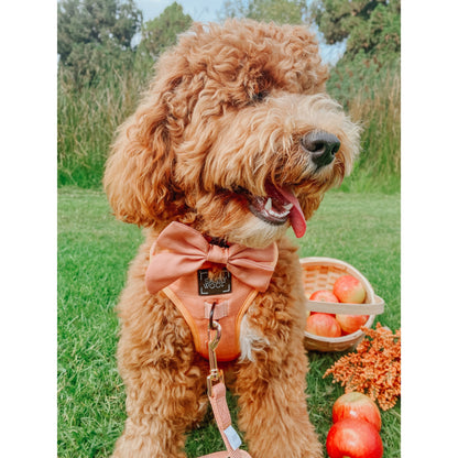 Noeud pour collier Apple Cidre Sassy Woof