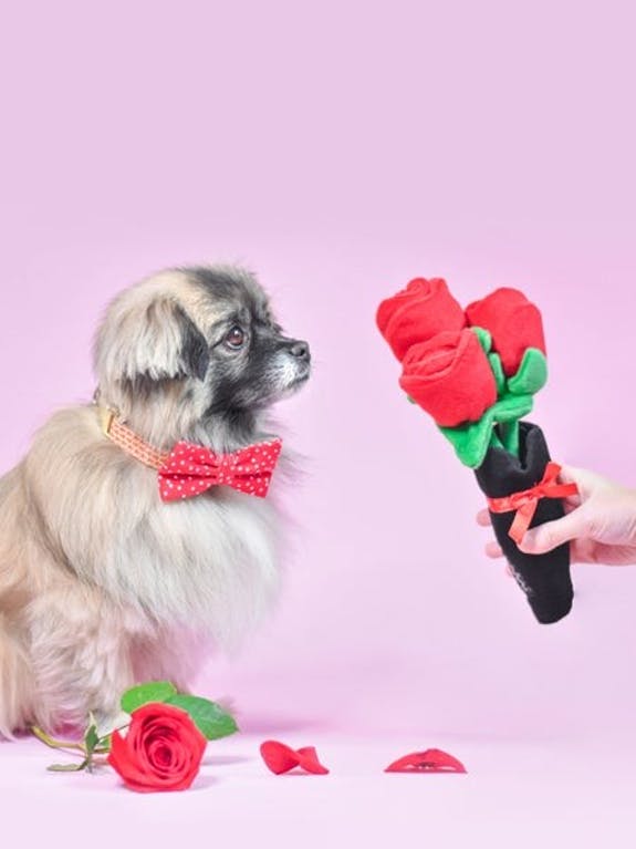 Bouquet de roses Zippy Paws