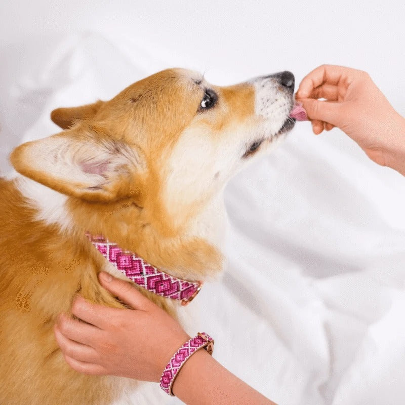 Collier et Bracelet Princesse pedigree Friendship Collar