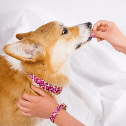 Collier et Bracelet Princesse pedigree Friendship Collar