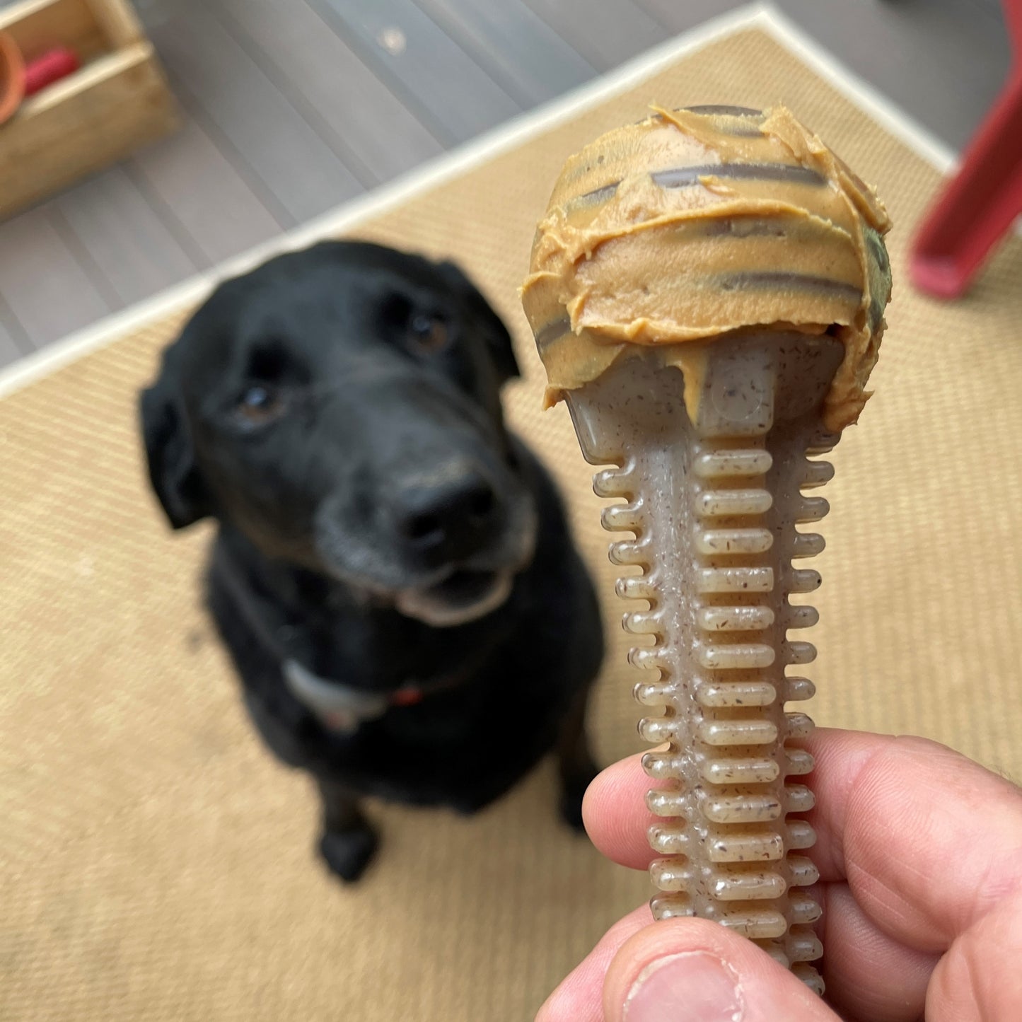 Dental Tower Soda Pup
