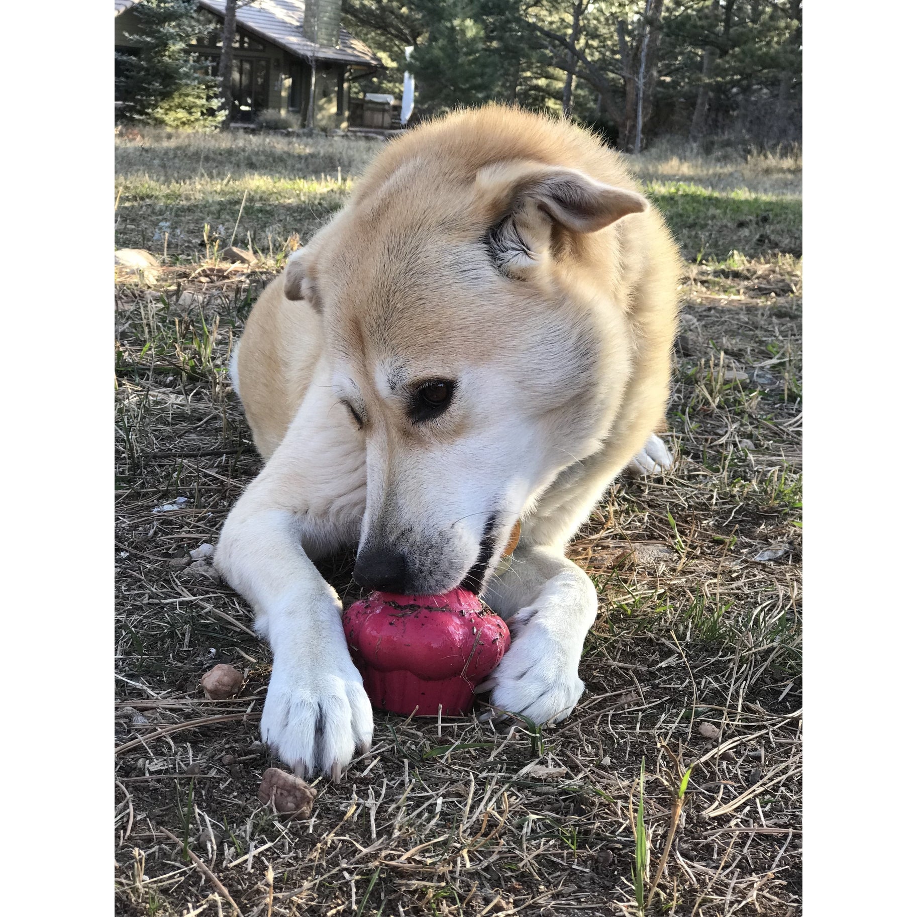 Cupcake Soda Pup