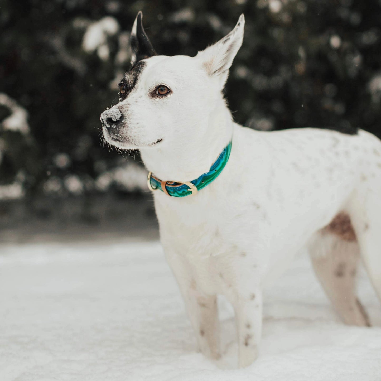 Collier et Bracelet Malachite magique Friendship Collar