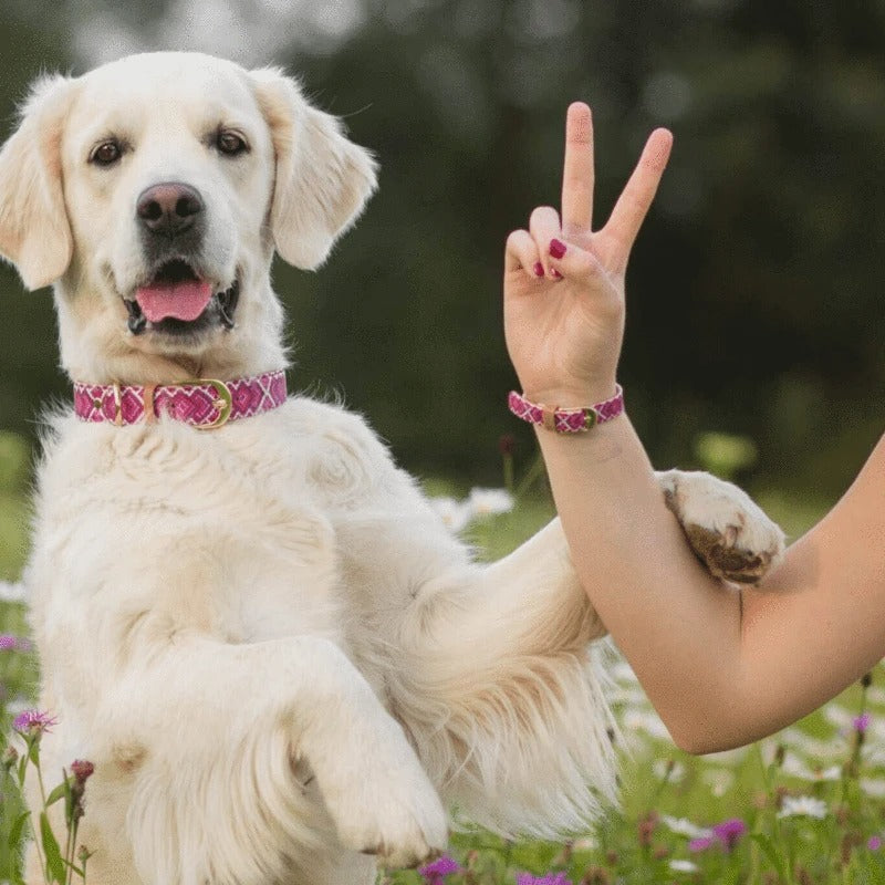 Collier et Bracelet Princesse pedigree Friendship Collar