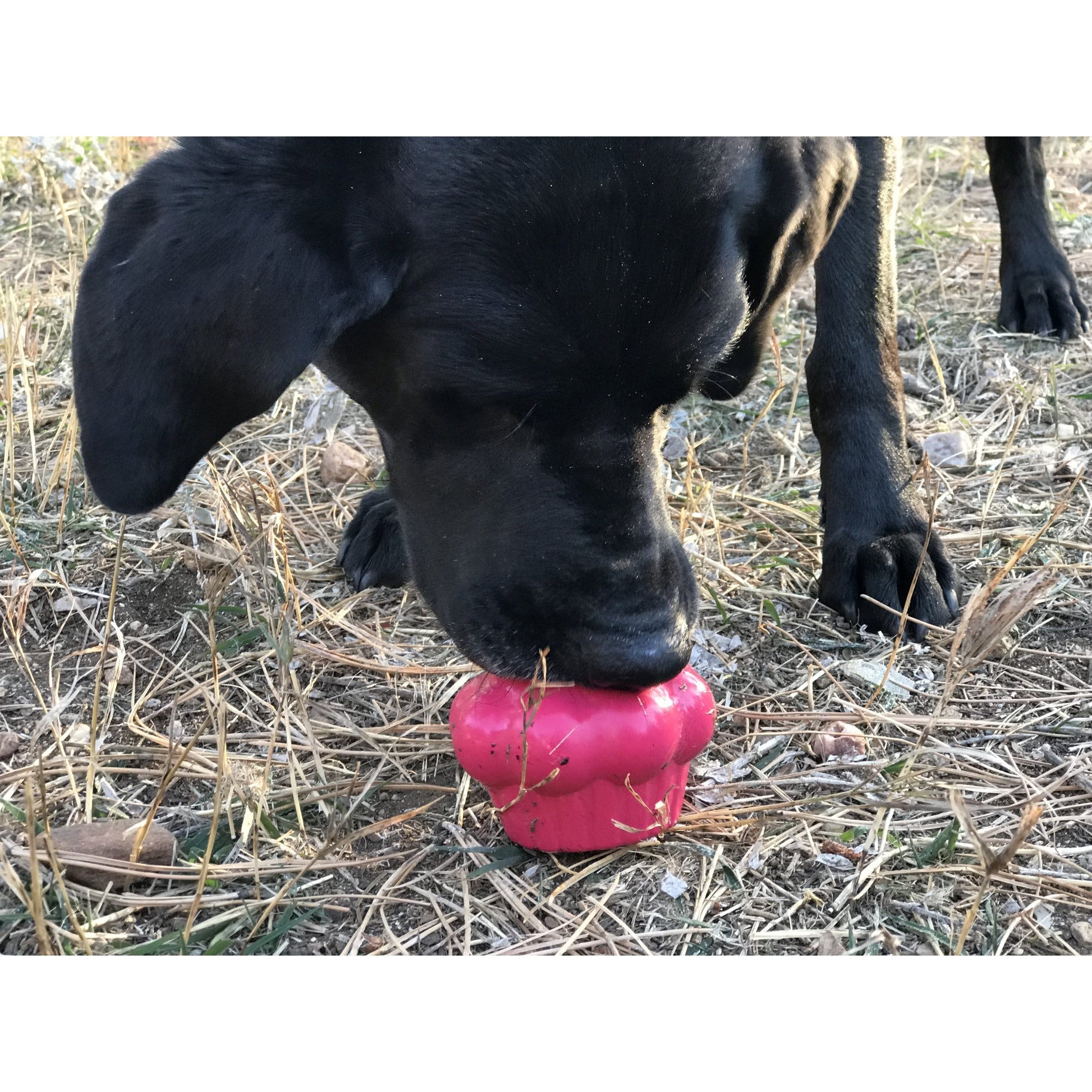 Cupcake Soda Pup