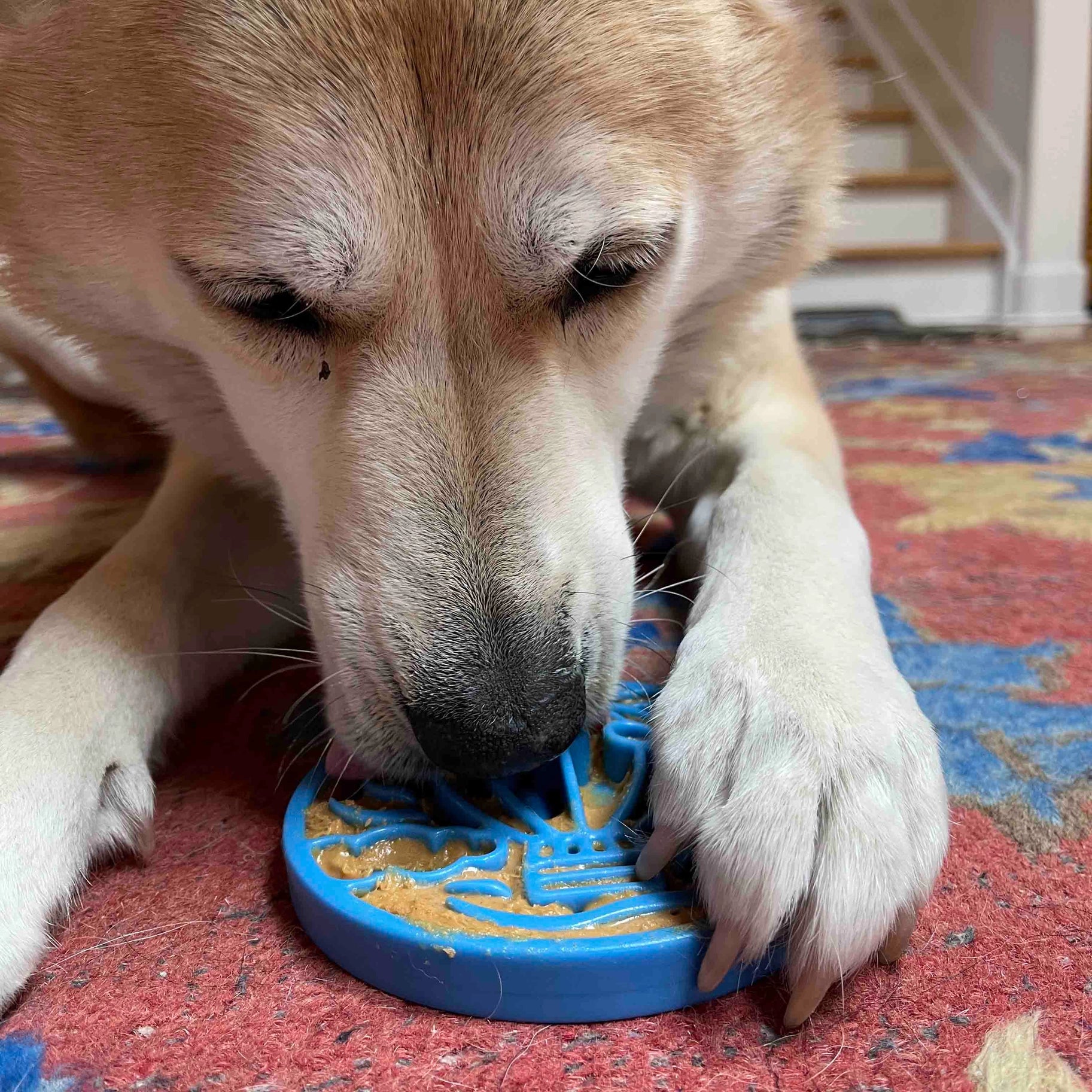 Ecoin Nylon Air Soda Pup