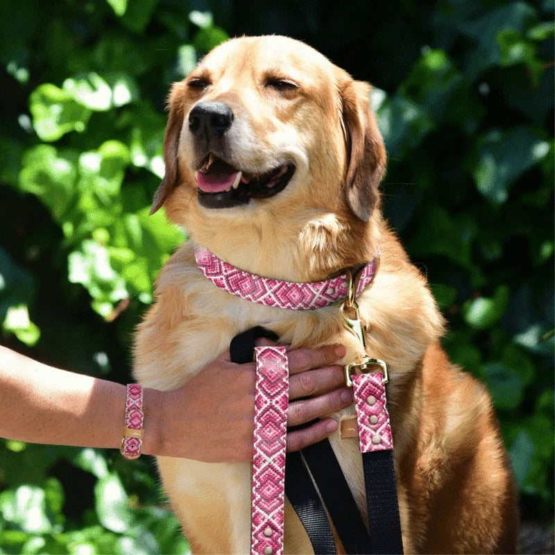 Laisse Princesse Pedigree Friendship Collar