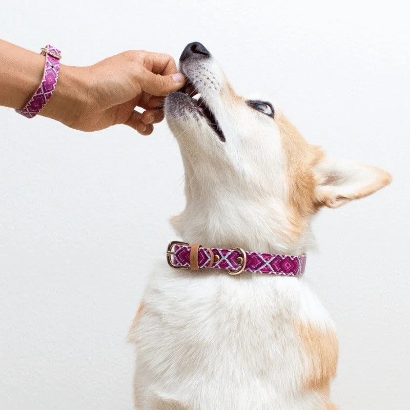 Collier et Bracelet Princesse pedigree Friendship Collar