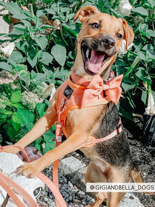 Noeud pour collier Apple Cidre Sassy Woof