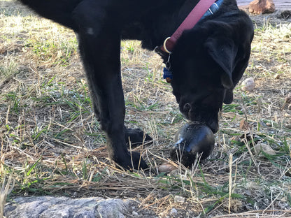 Distributeur Crâne Soda Pup
