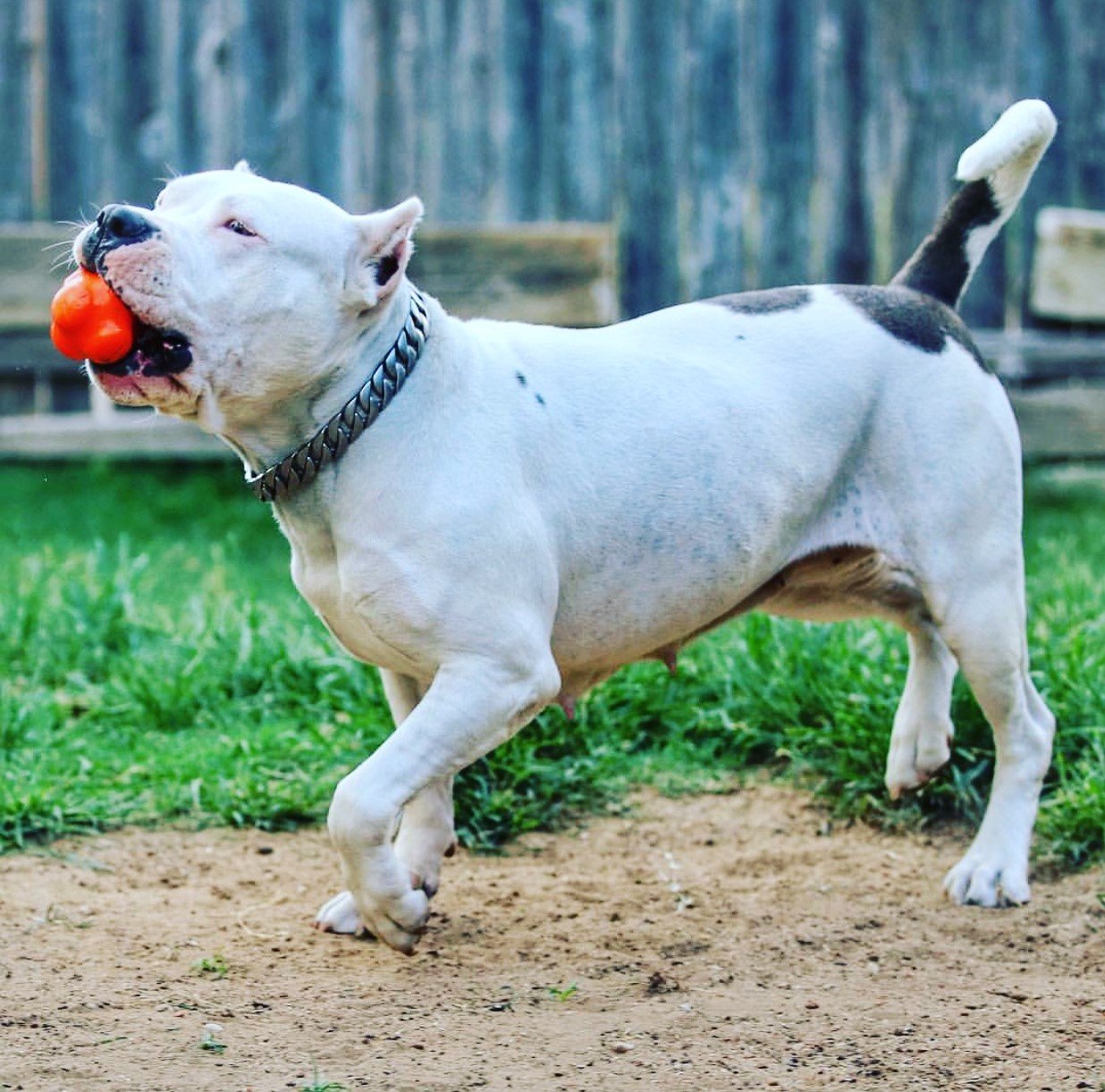 Jouet Bondissant CRAZY BOUNCE à mâcher Soda Pup
