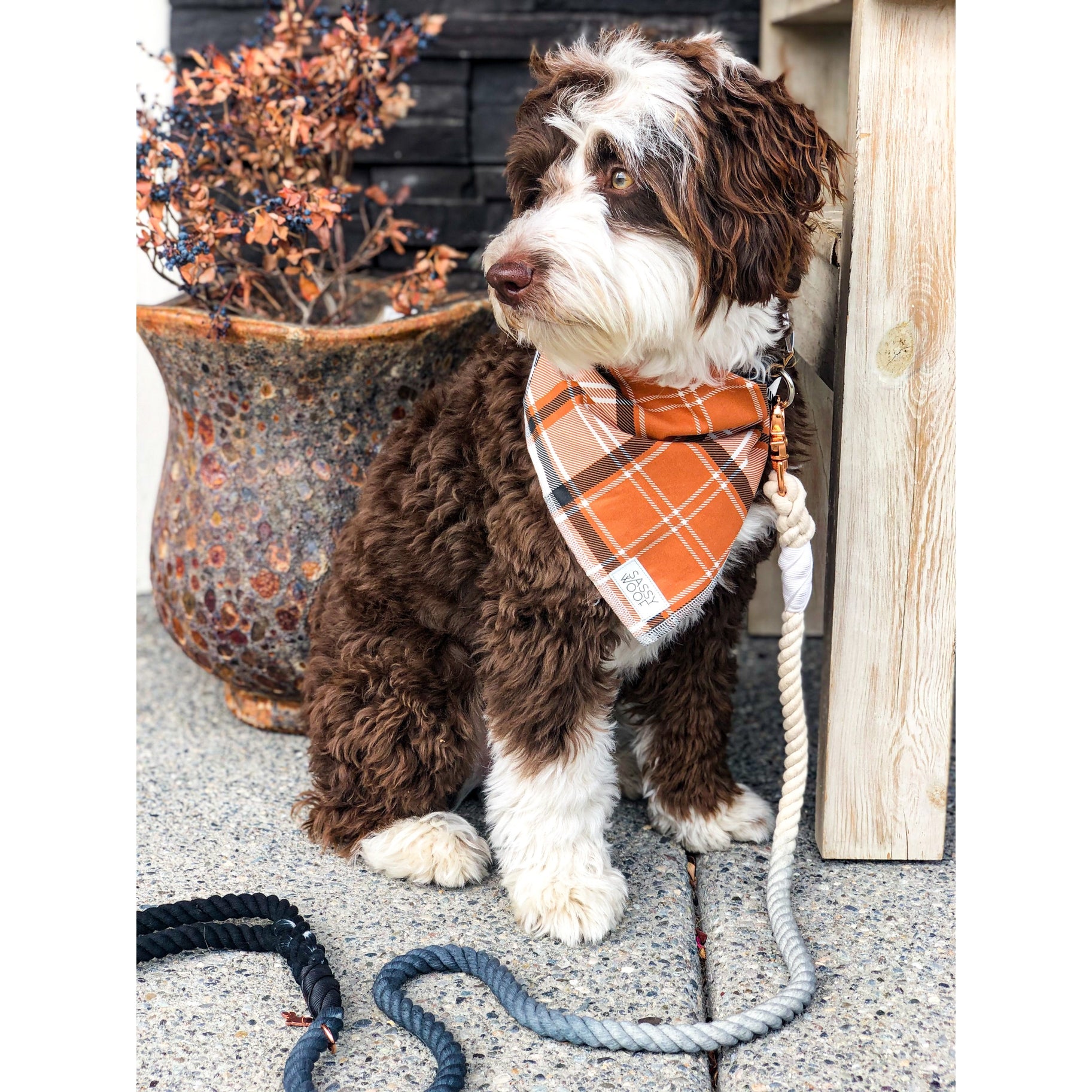 Laisse en corde OMBRE NOIRE Sassy Woof