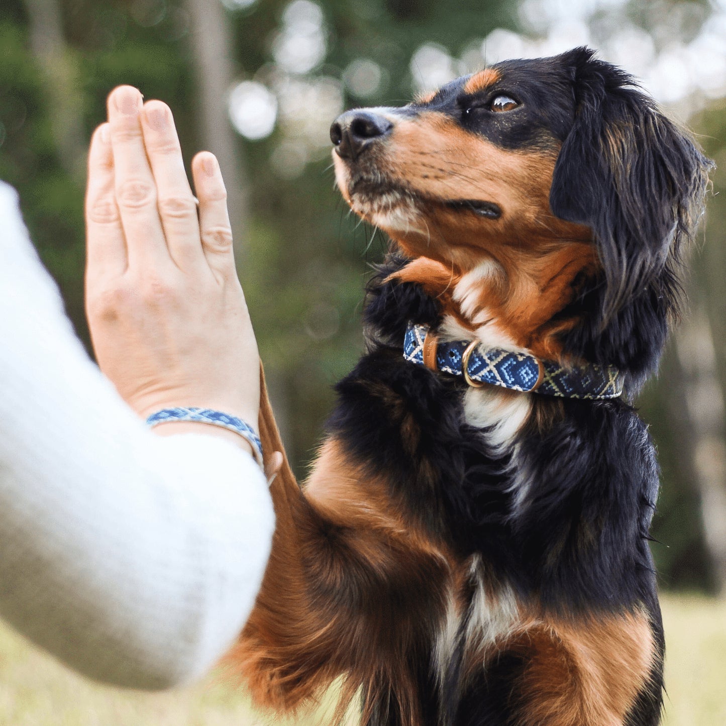 Collier et Bracelet Mucky Pup Friendship Collar