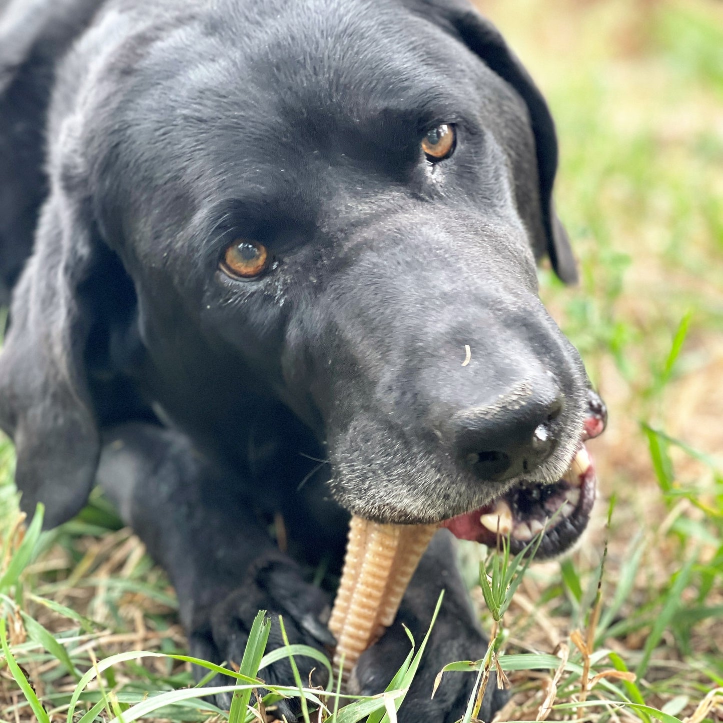 Dental Tower Soda Pup